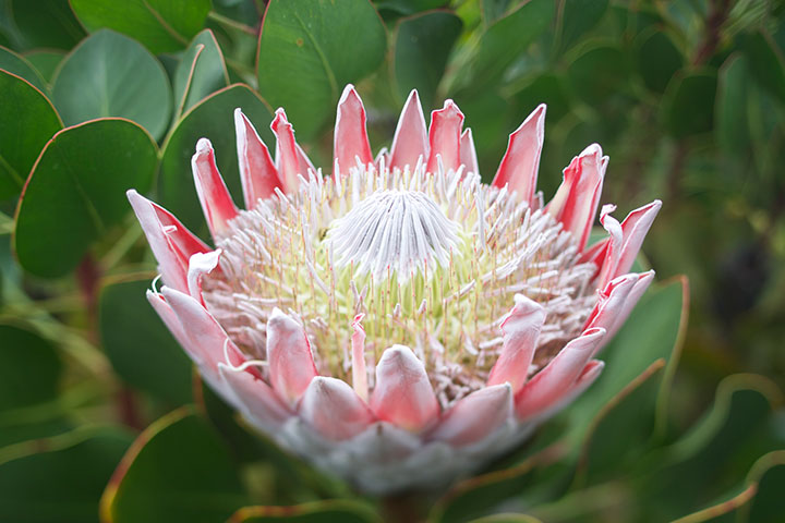HTA-Protea-Max-Wagner
