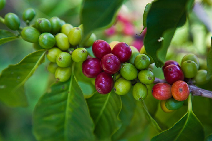 Kona Coffee
