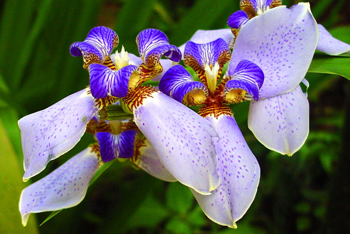 Neomerica-northiana-blue