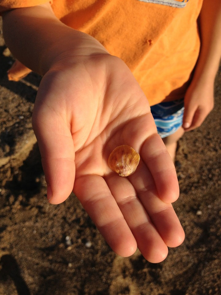 Sunrise Shell