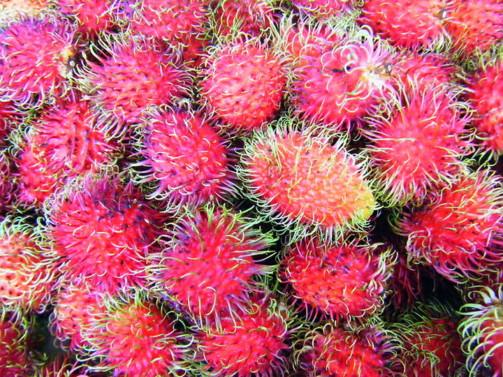oahu farmers market