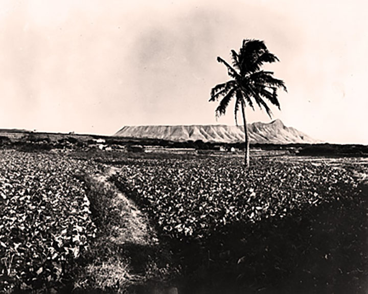 kalo