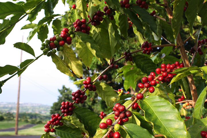 Kona Coffee Cultural Festival