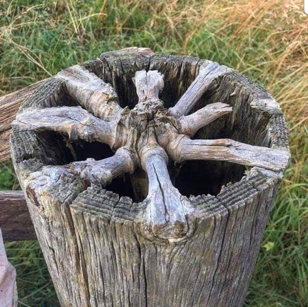 What wood knots look like inside a tree trunk photo