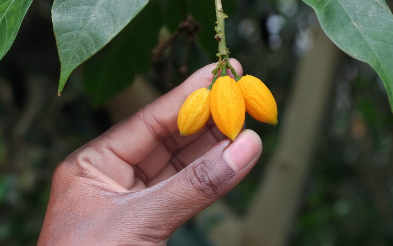 Ibogaine Treatment Explained: A Natural Path to Recovery