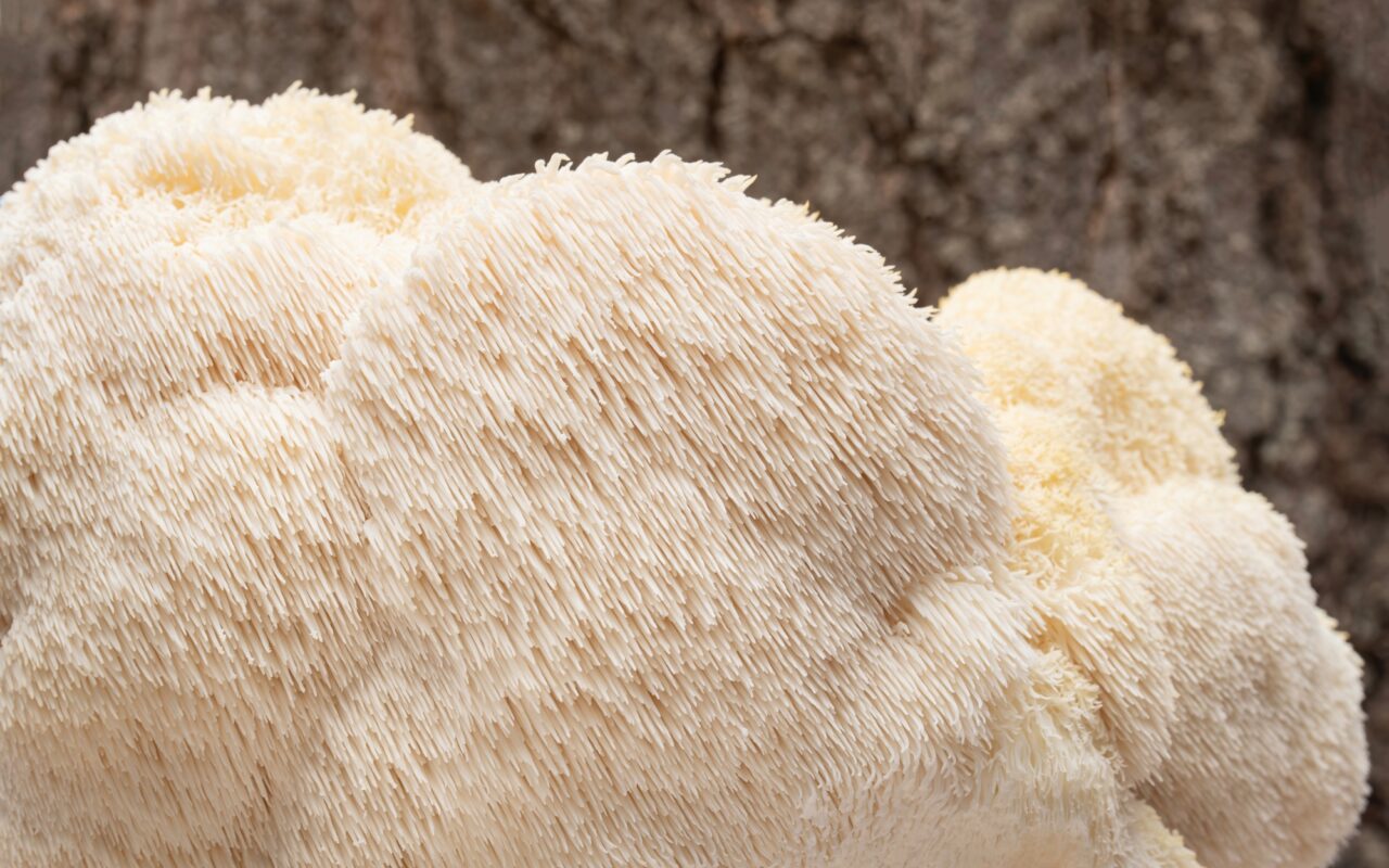 Lion’s Mane Mushroom: The Superfood for Mind and Body
