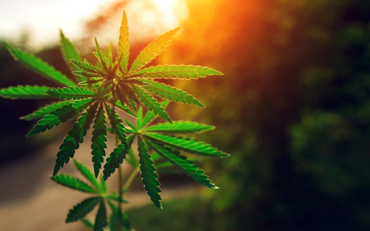 How Georgia Became the 41st State to Legalize Medical Cannabis