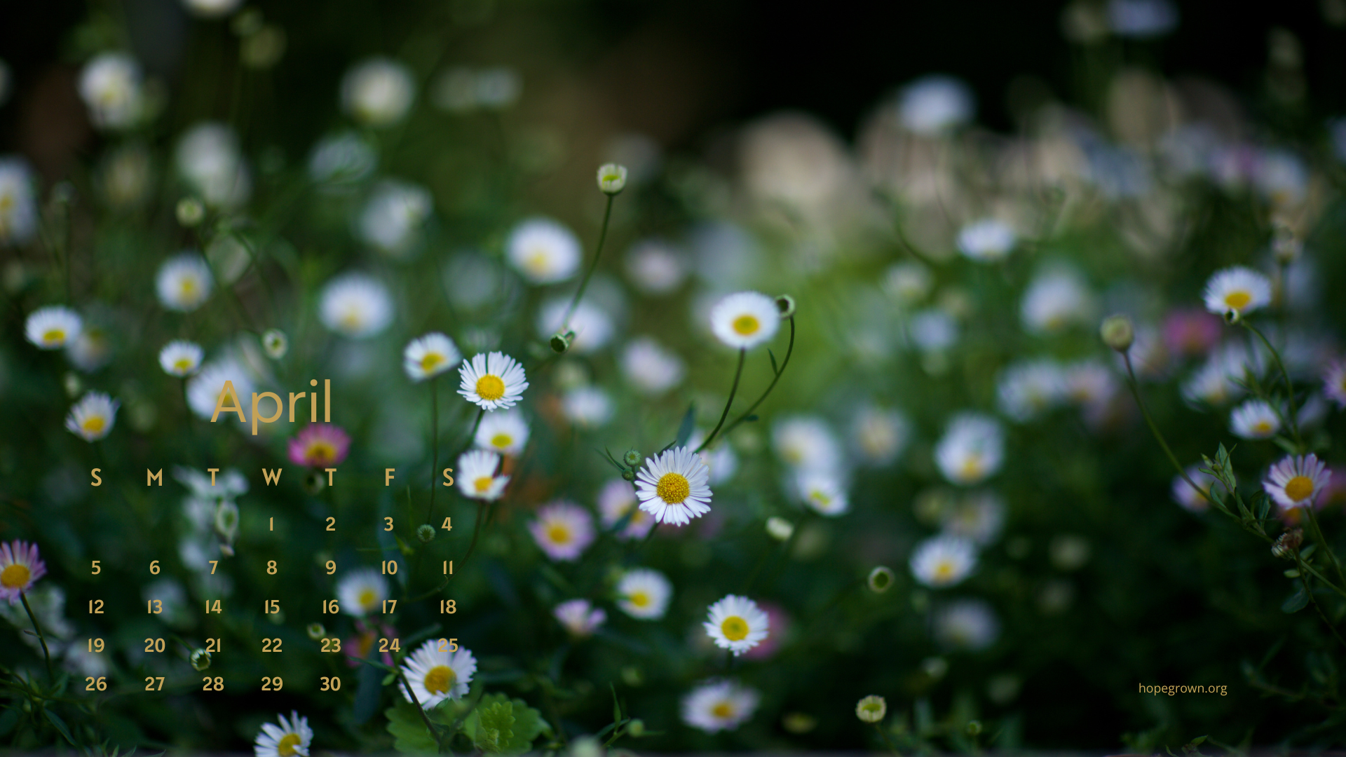 April-free-desktop-wallpaper-overcast-wild-flowers-2026-hopegrown.png