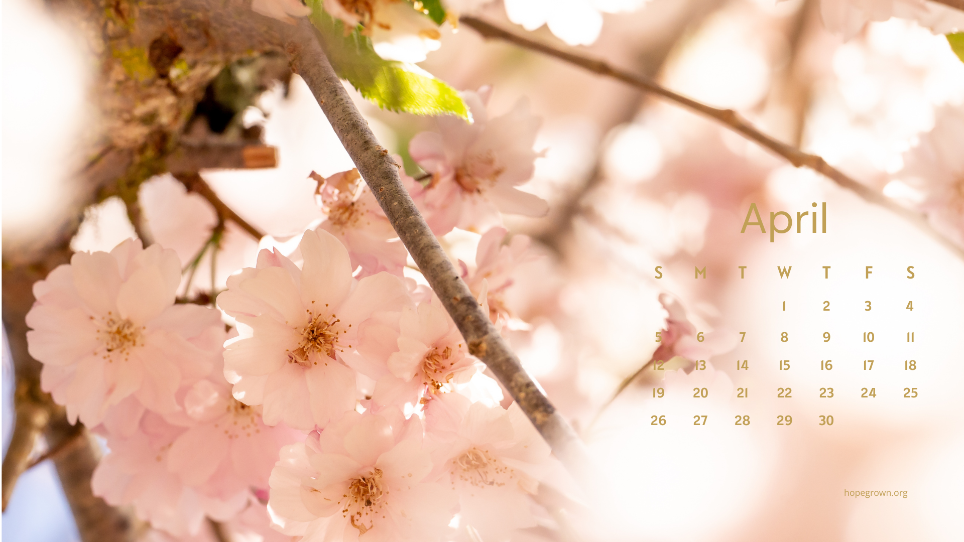 April-free-desktop-wallpaper-sunlight-flower-bloom-2026-hopegrown.png