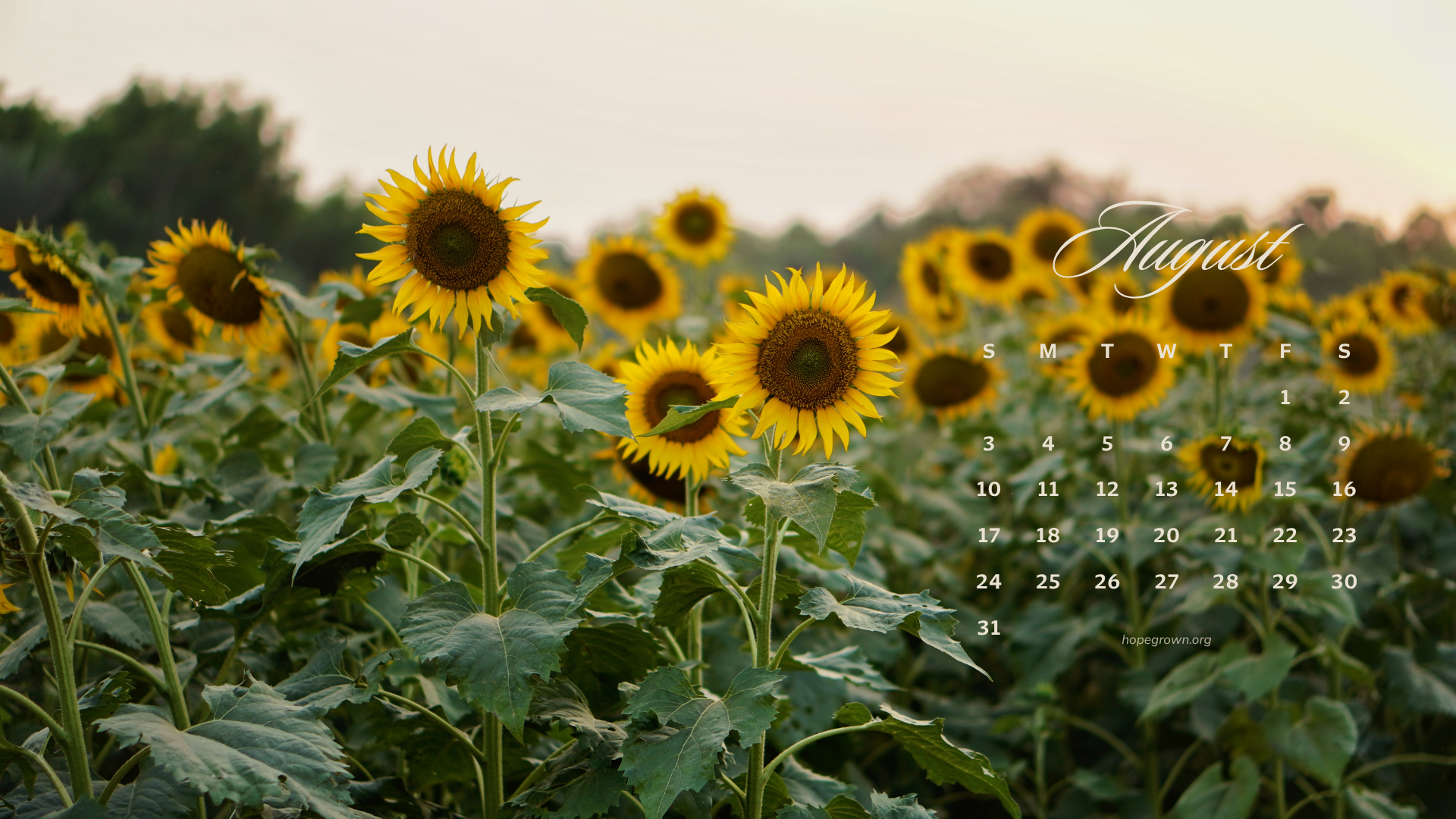 August-free-desktop-wallpaper-sunflower-field-2025-hopegrown.png