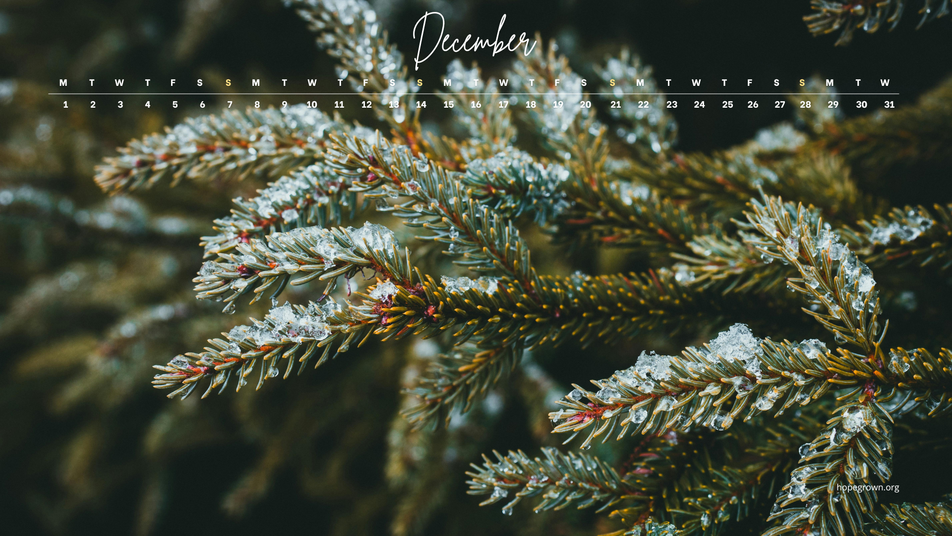 December-free-desktop-wallpaper-douglas-fir-wild-2025-hopegrown.png