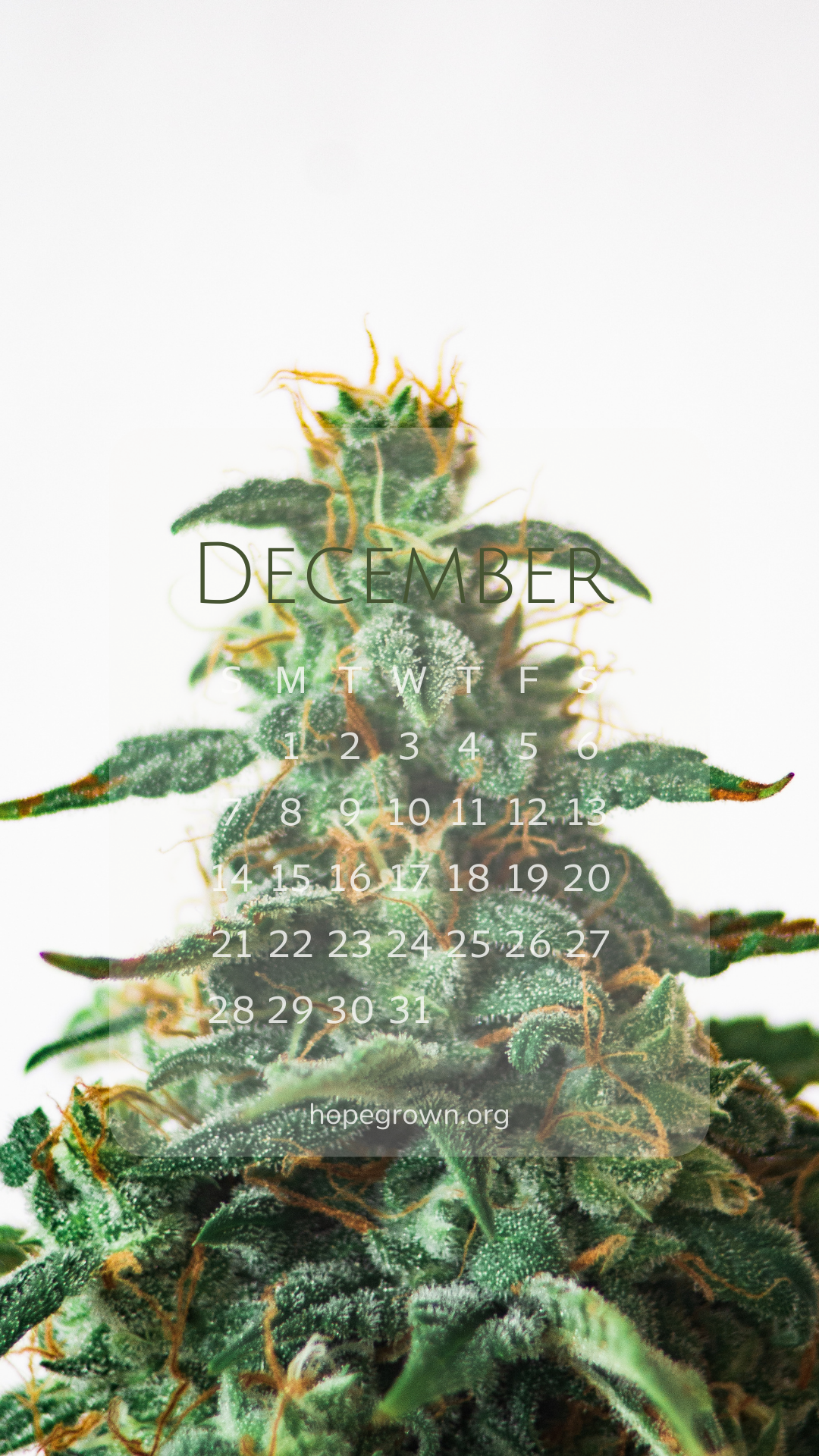 December-free-phone-wallpaper-420-xmas-2025-hopegrown.png