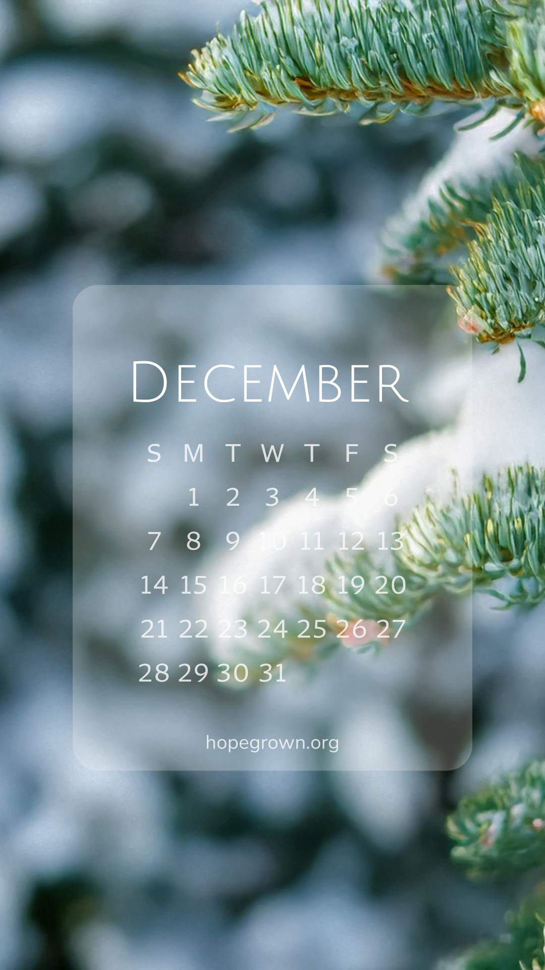 December-free-phone-wallpaper-wild-douglas-fir-2025-hopegrown.png