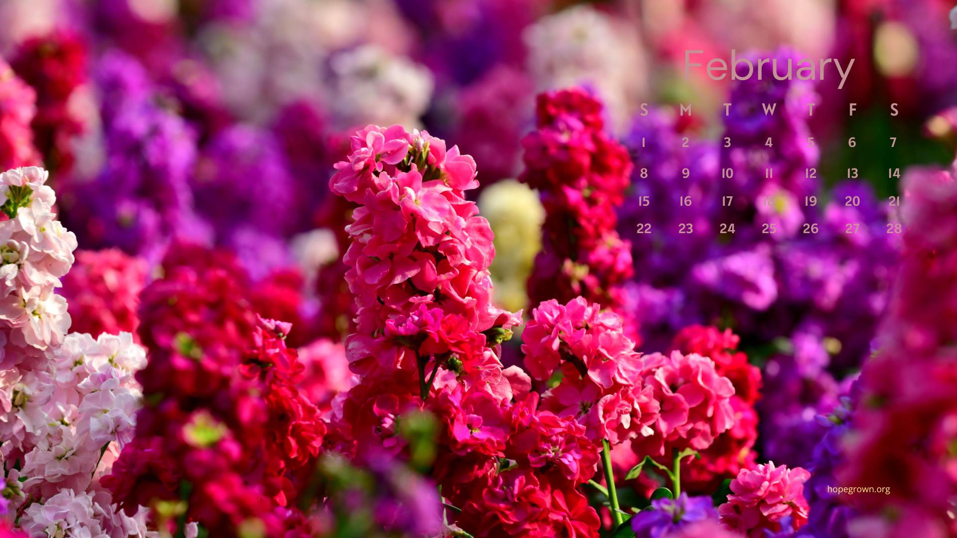February-free-desktop-wallpaper-valentines-day-flowers-2026-hopegrown.png
