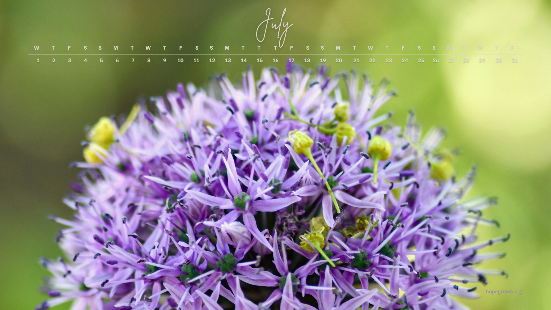 July-free-desktop-wallpaper-lavender-bloom-mood-2026-hopegrown.png