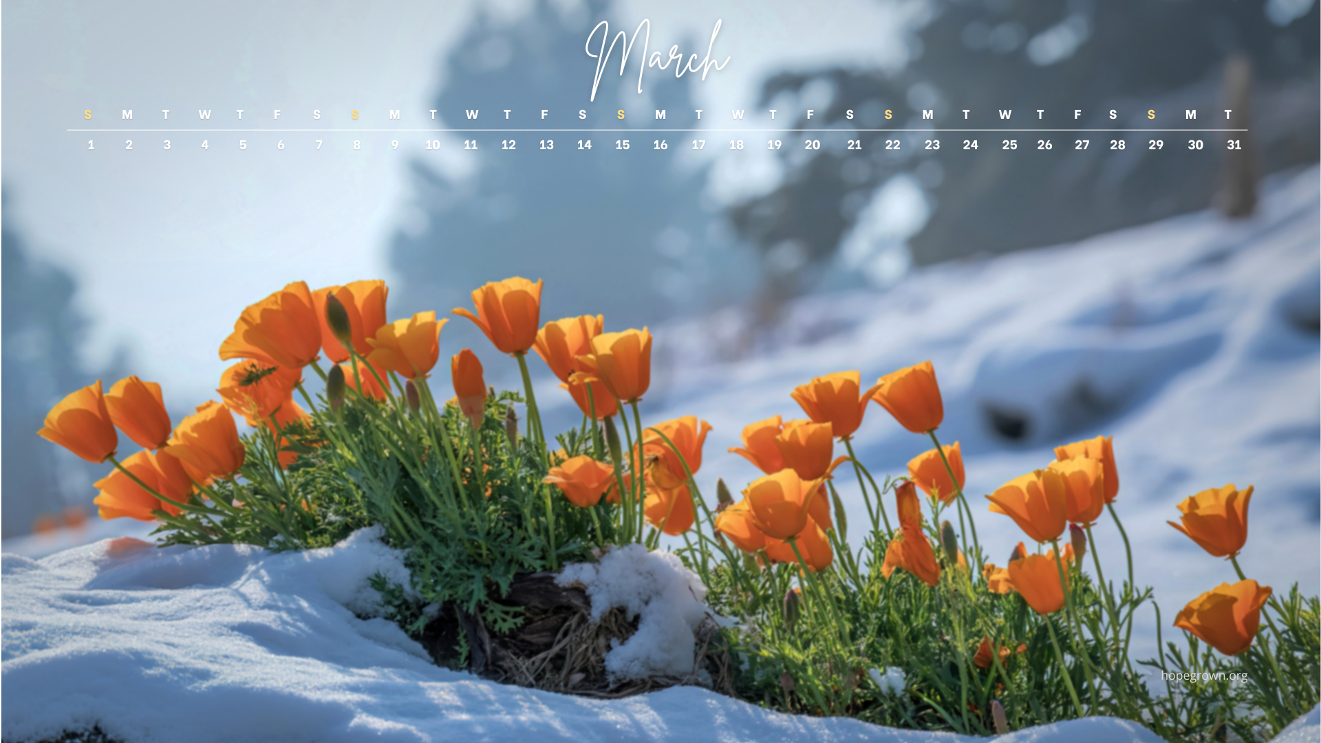 March-free-desktop-wallpaper-snow-blooms-2026-hopegrown.png