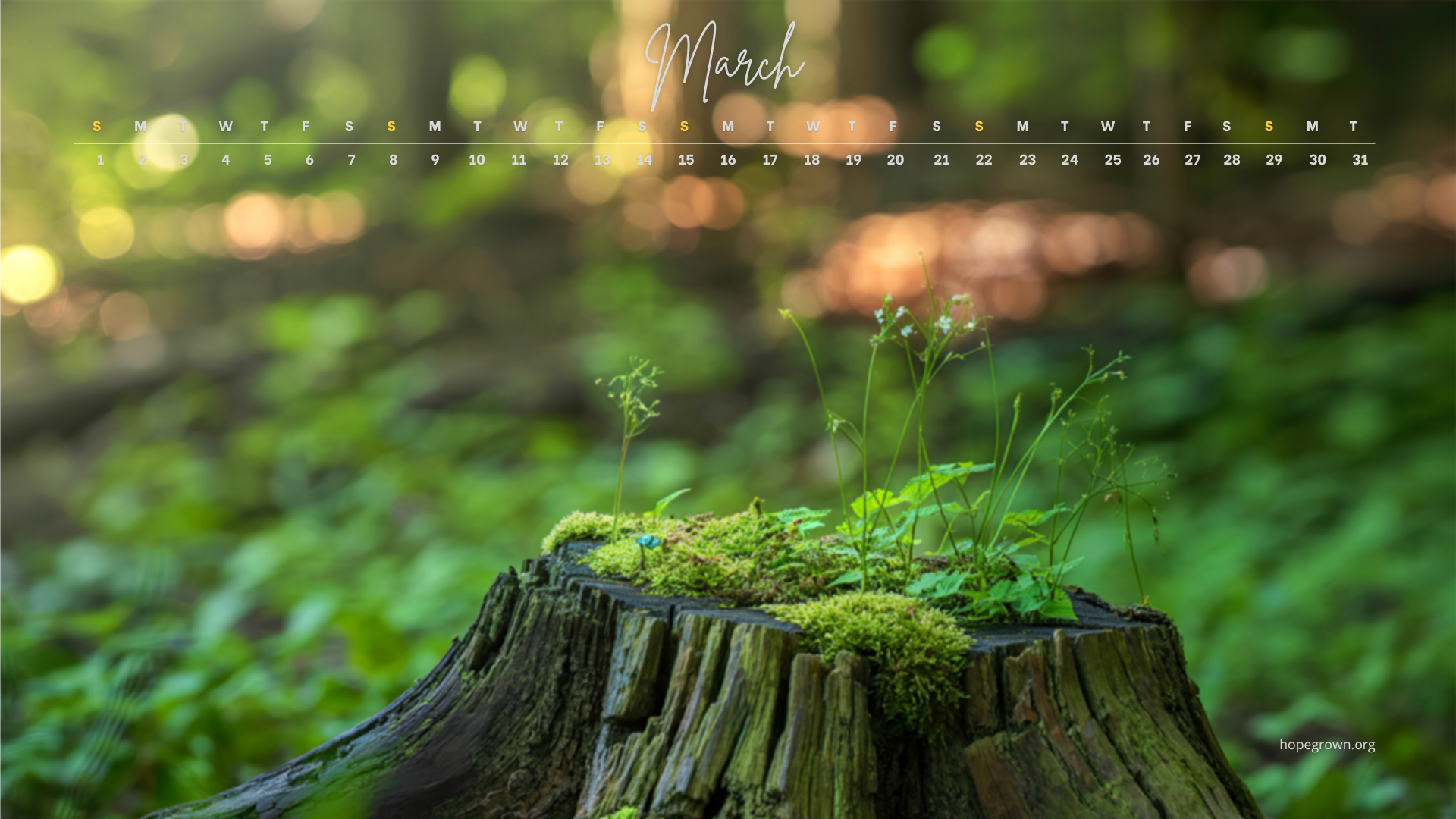 March-free-desktop-wallpaper-tree-stump-rebirth-2026-hopegrown.png