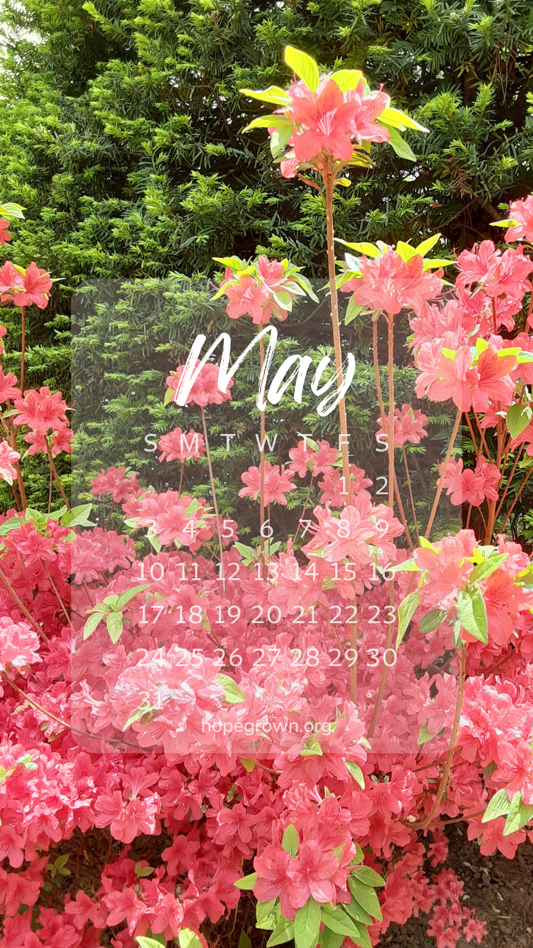 May-free-phone-wallpaper-blossom-and-bloom-2026-hopegrown.png