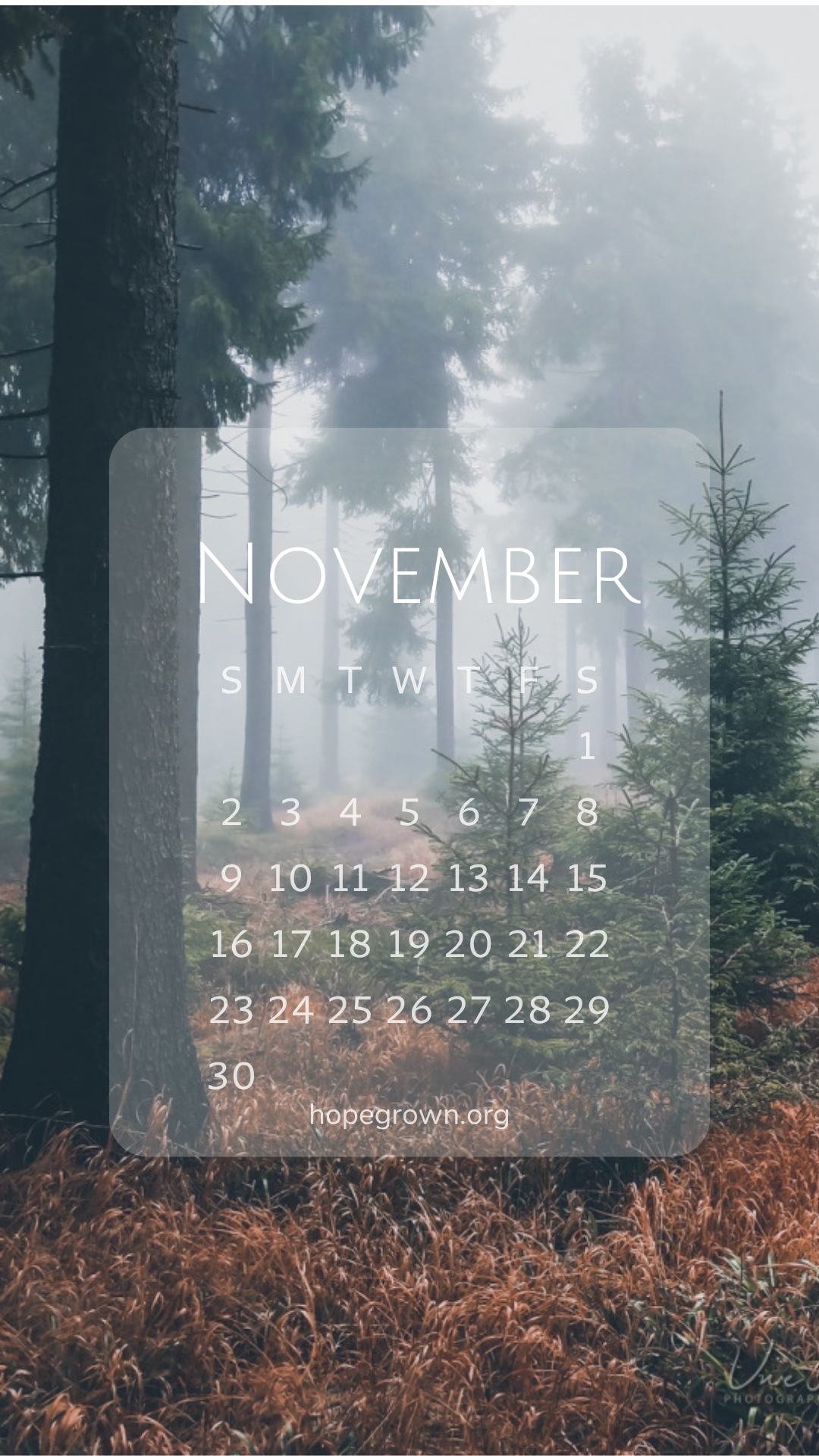 November-free-phone-wallpaper-foggy-forest-mornings-2025-hopegrown.png