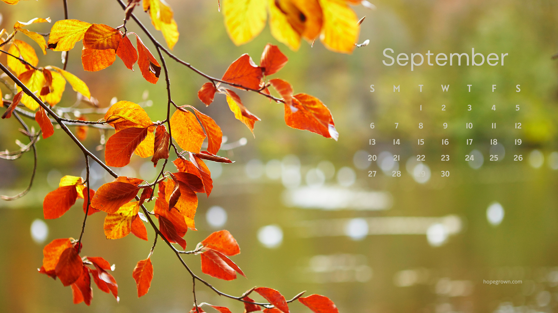 September-free-desktop-wallpaper-golden-leaves-in-light-2026-hopegrown.png