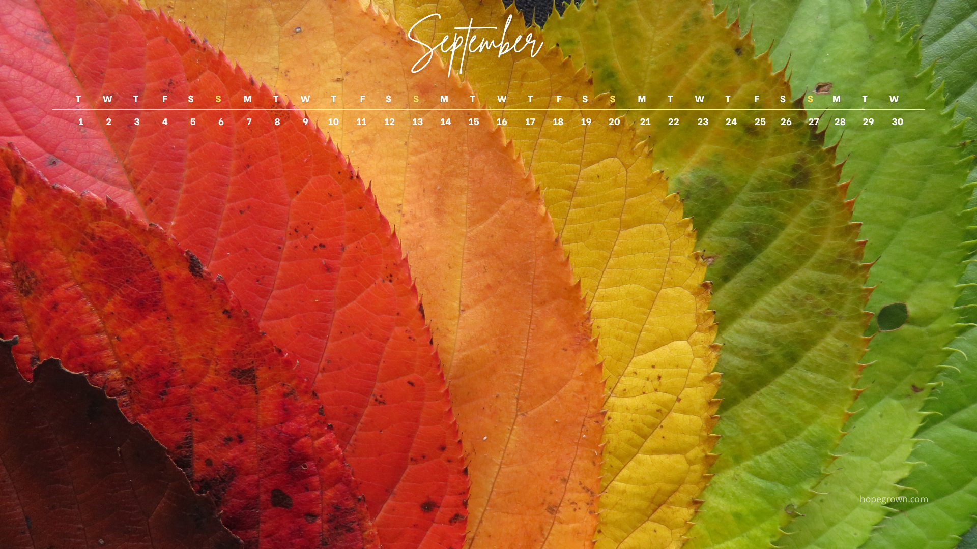 September-free-desktop-wallpaper-leaf-mosaic-2026-hopegrown.png