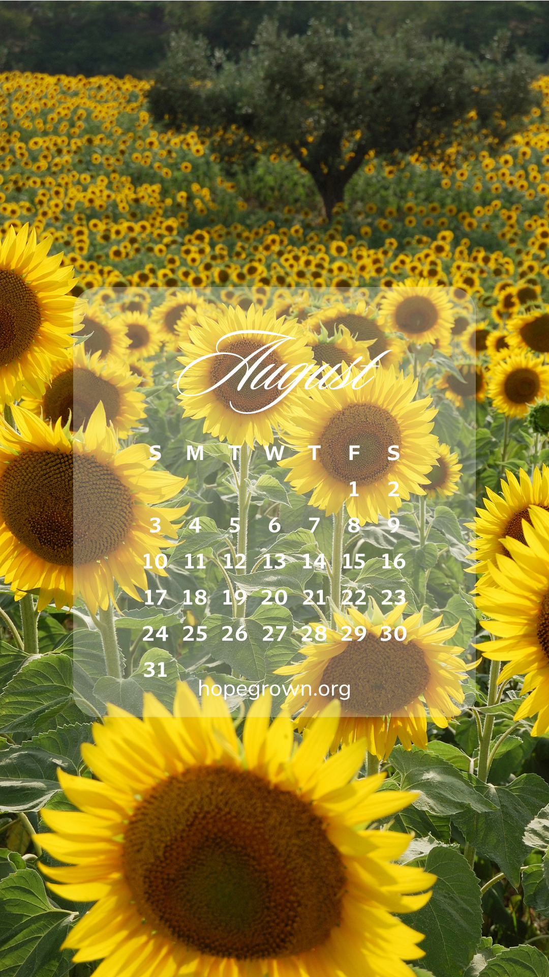 august-free-phone-wallpaper-sunflower-hills-2025-hopegrown.png
