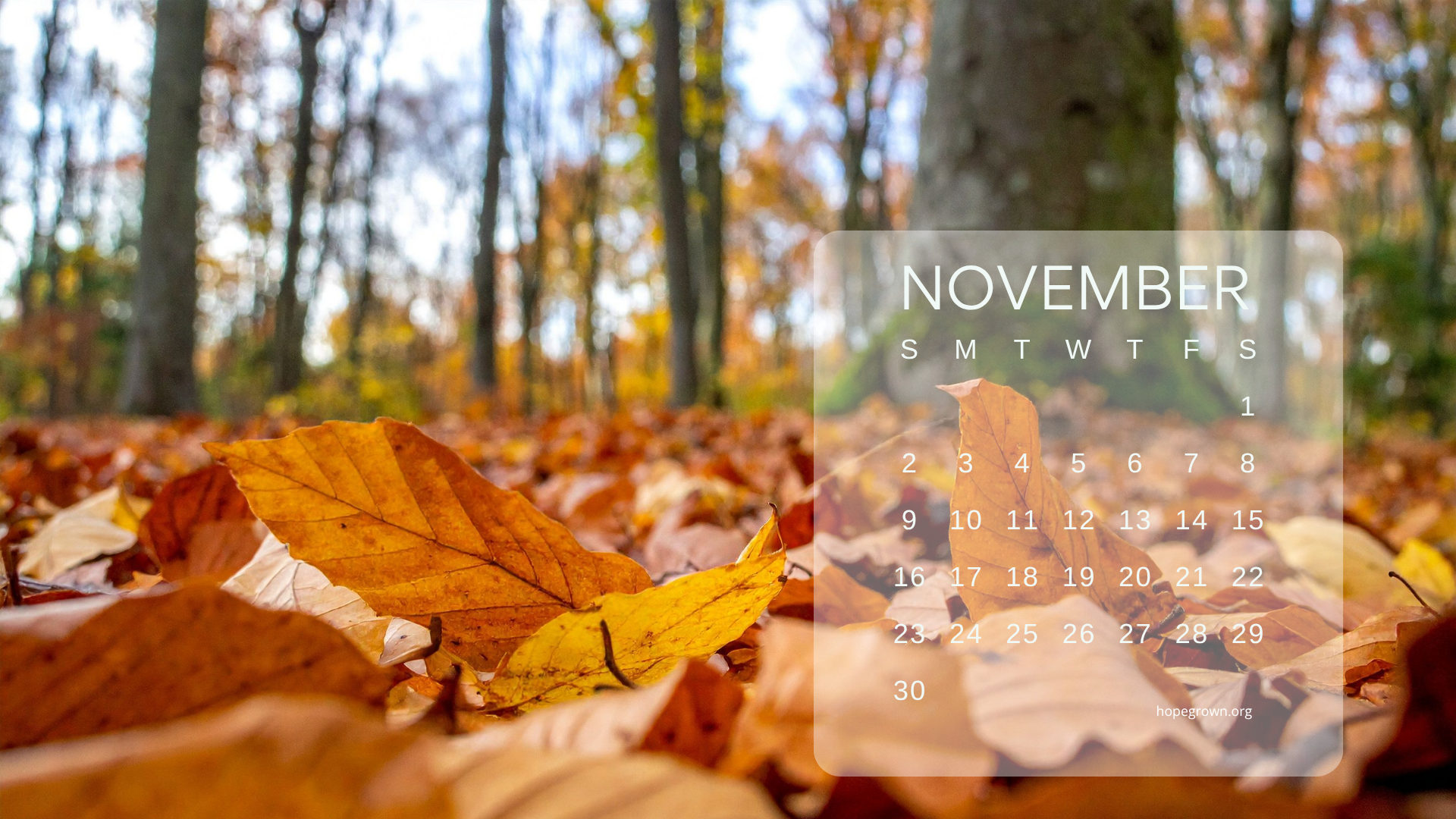 november-free-desktop-wallpaper-autumn-forest-grounded-2025-hopegrown.png