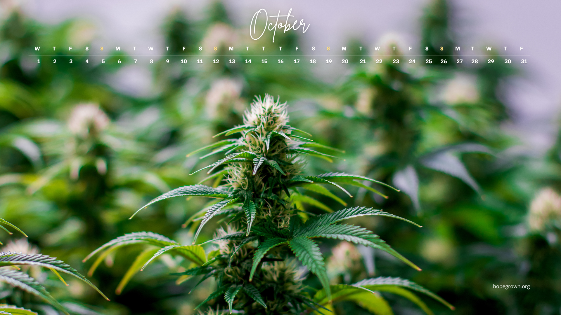 october-free-desktop-wallpaper-cannabis-flower-power-2025-hopegrown.png