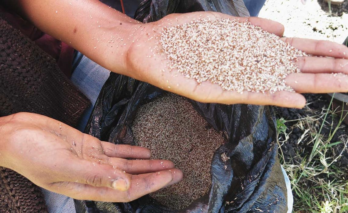 Teff seeds are some of the smallest on the planet.