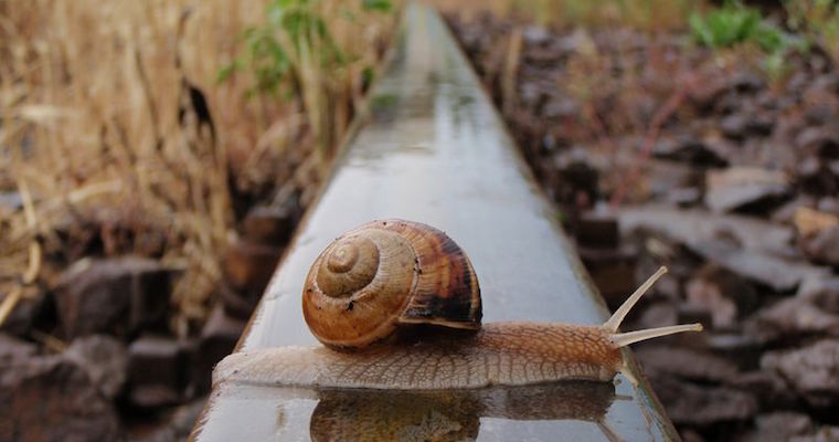 snail crossing train tracks