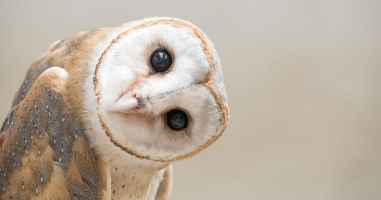 common barn owl ( tyto albahead ) head close up