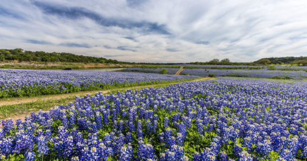 texas bluebonnet
