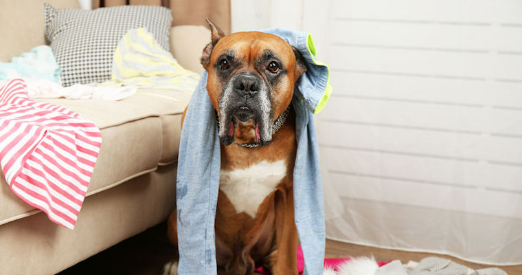 dog clothing box subscription product