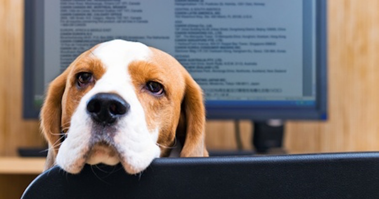 work from home dog