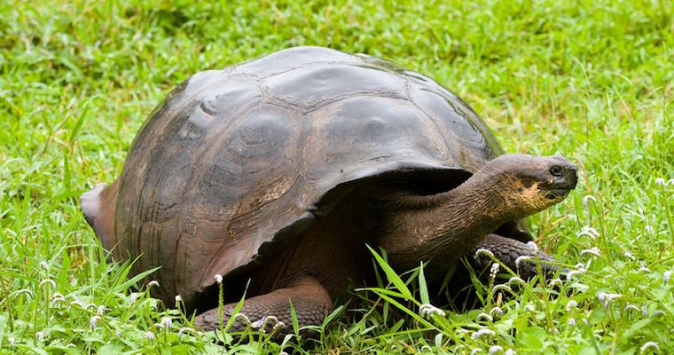 turtle feedback