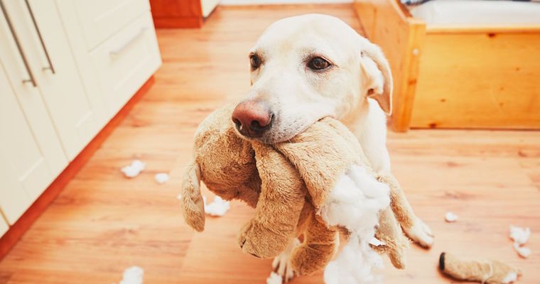 dog bringing a problem