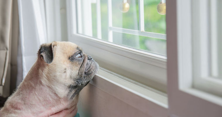 pug dog looking out window