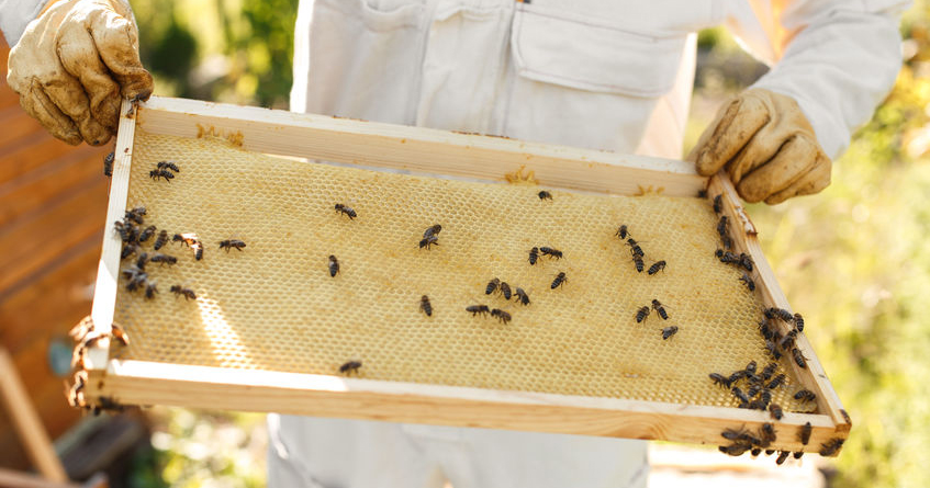 the office bee