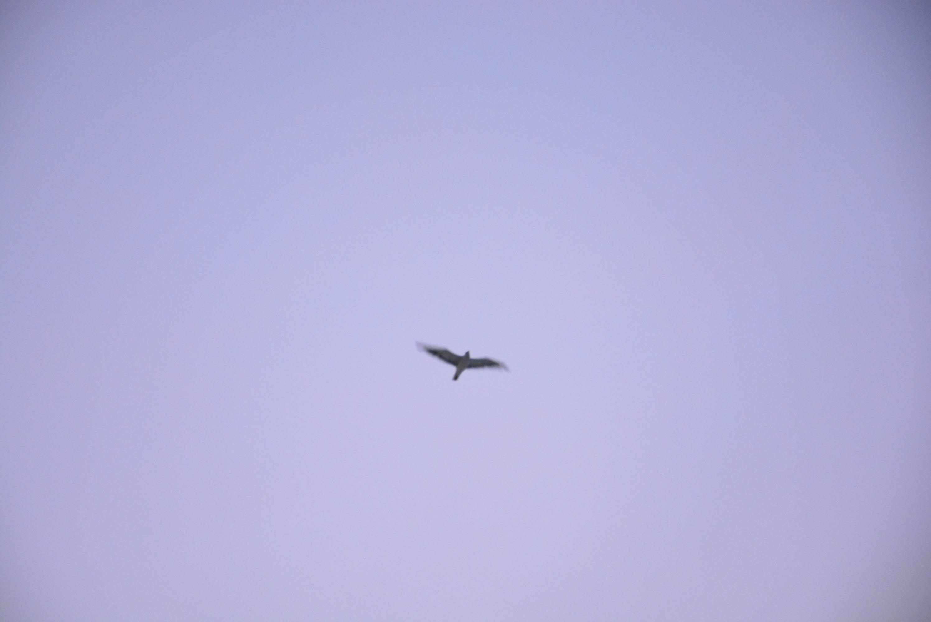 Fly High