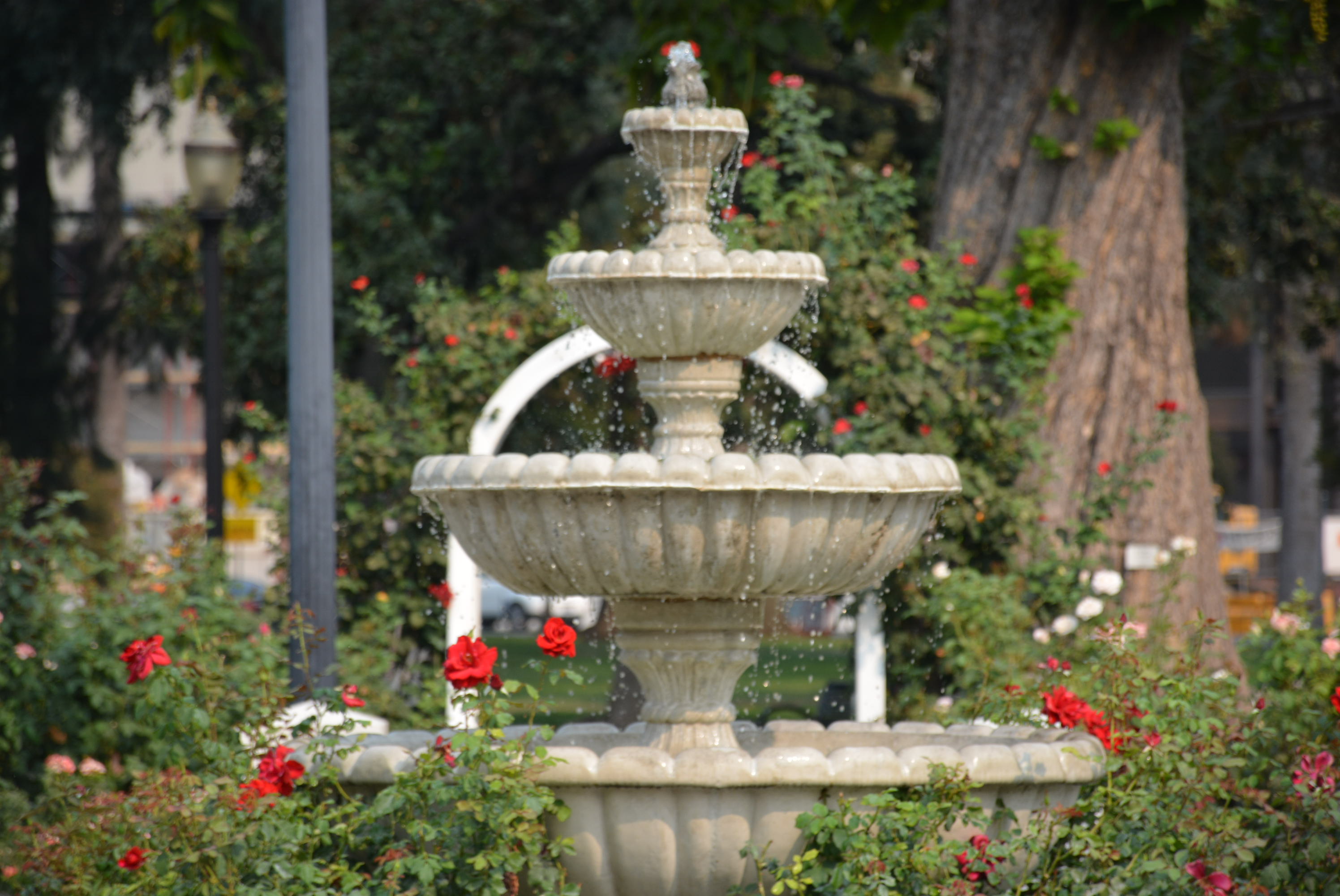 Fountain of Youth