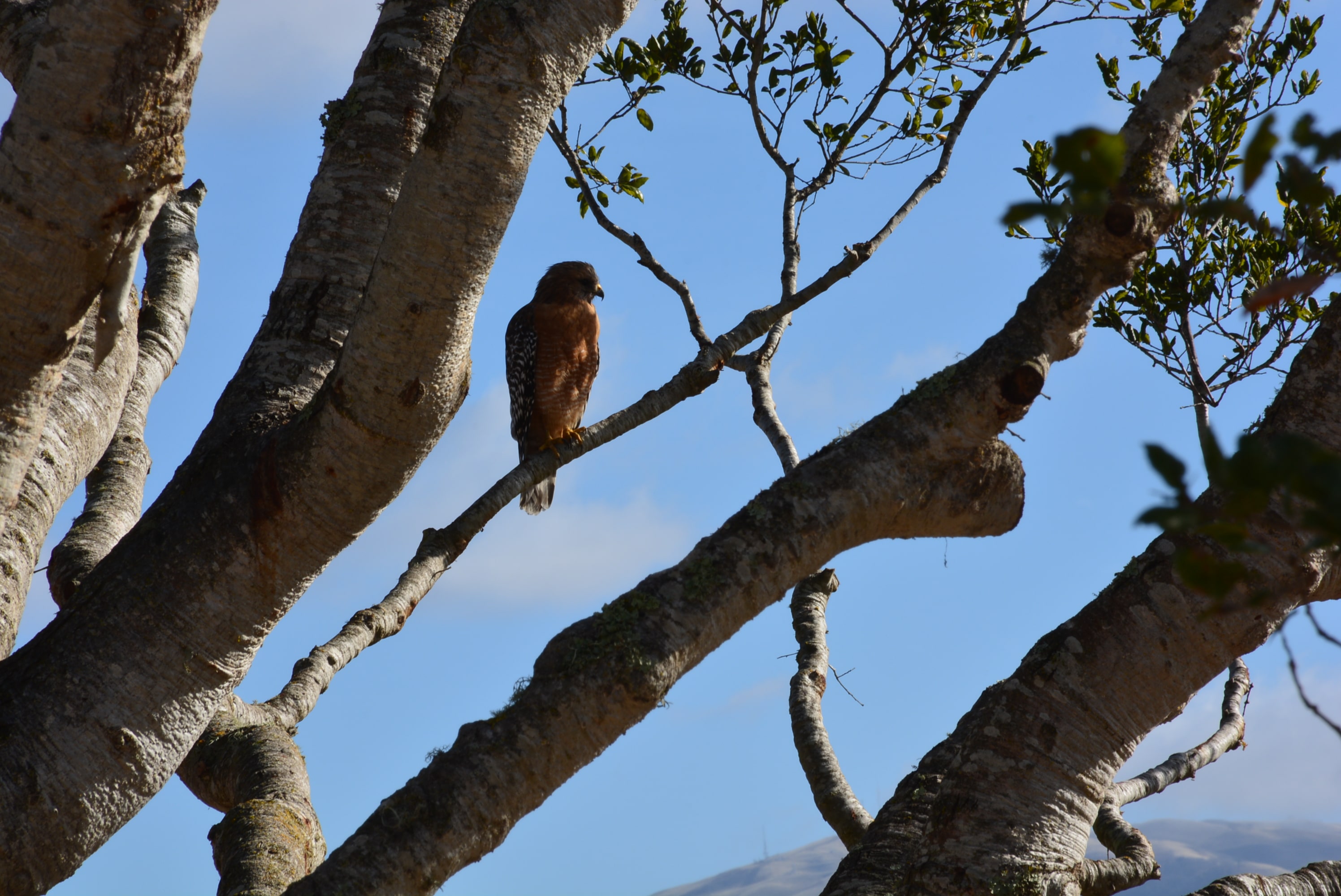 Hawk Eye Clarity