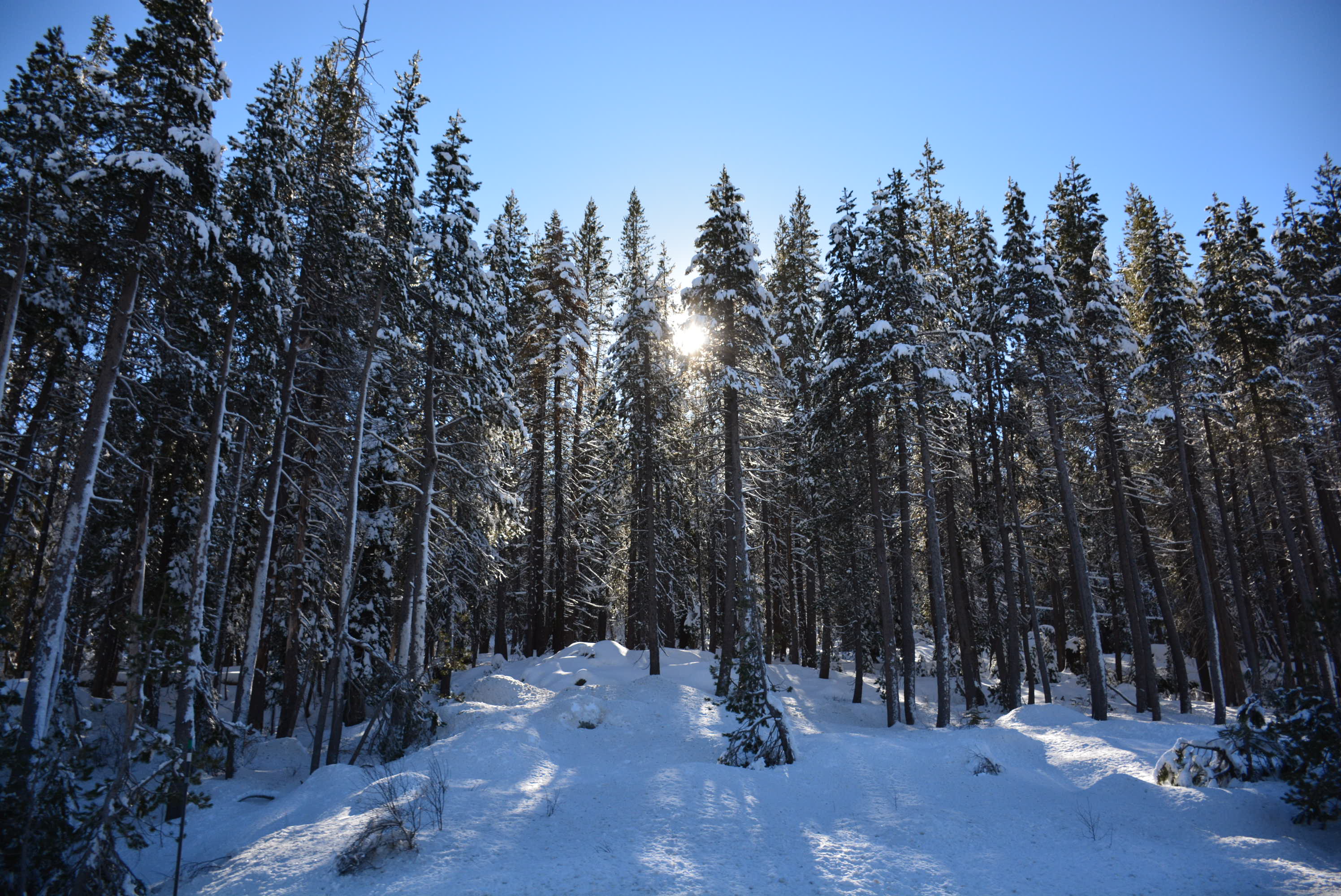 Light through the Trees