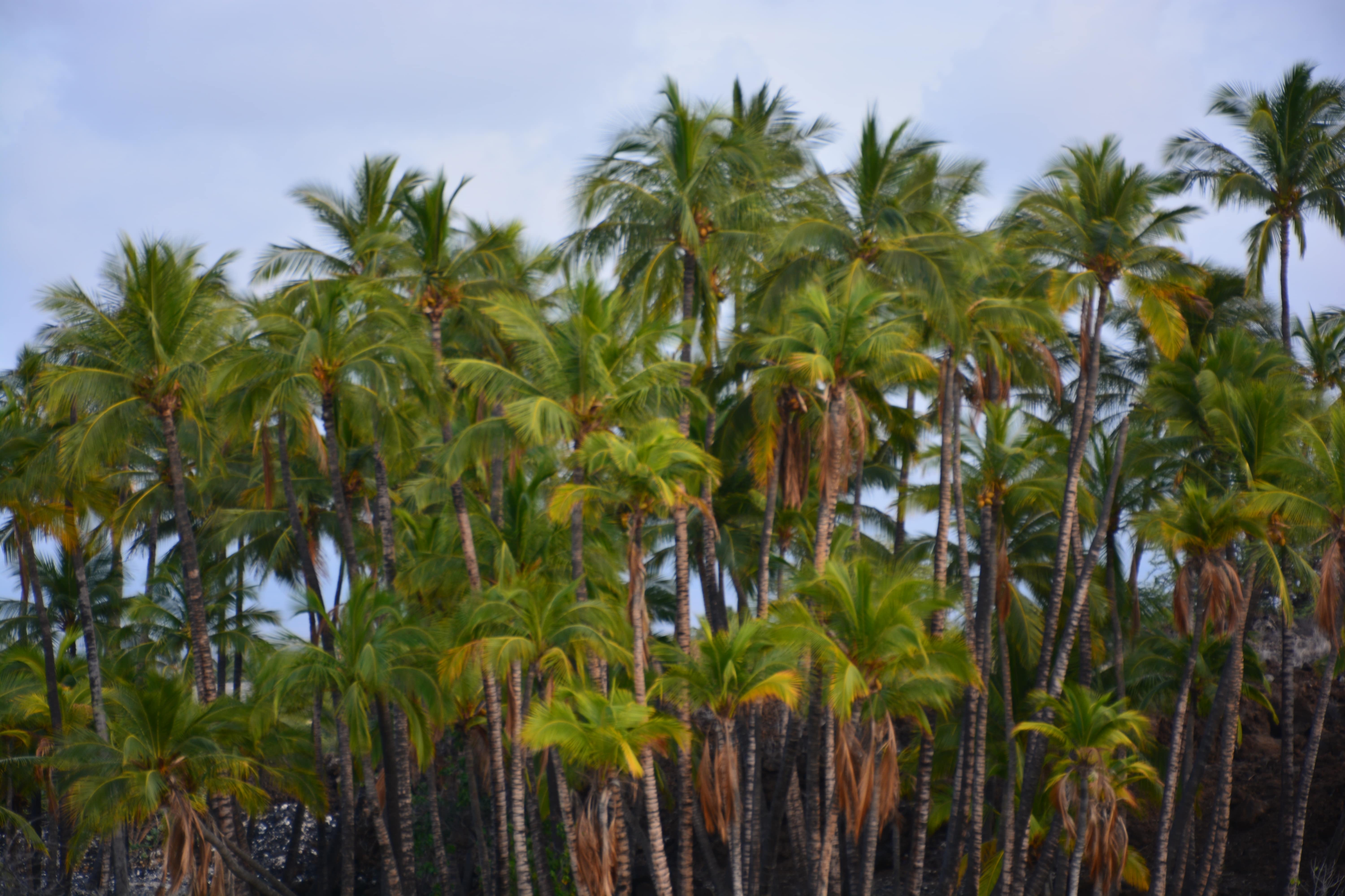 Palm Trees