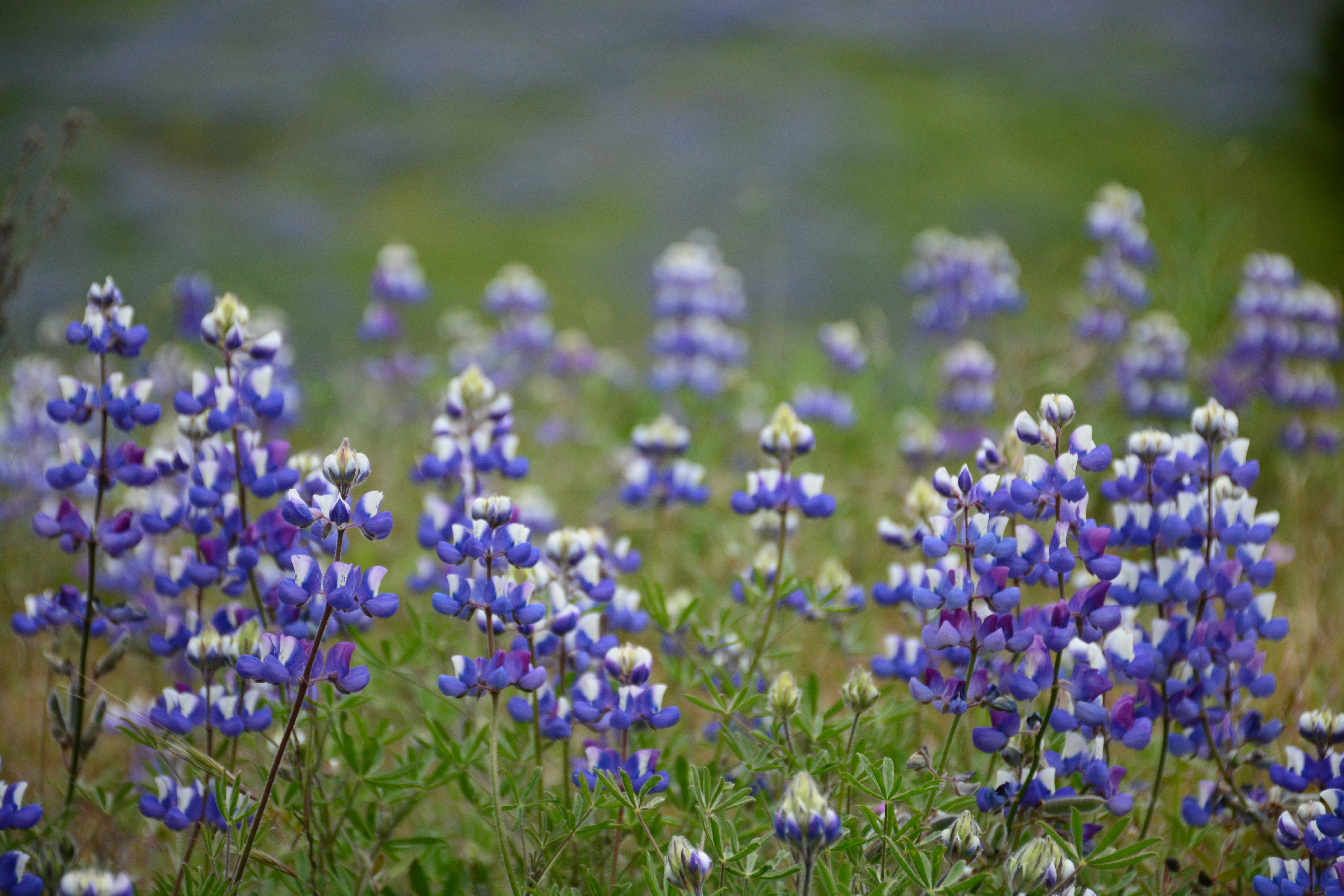Purple Forgiveness Flower