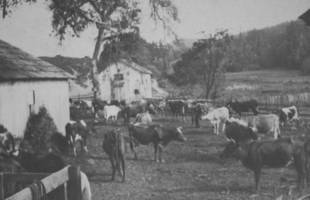 The Shafter ranch corral, where the cow-in-the-crack incident supposedly occurred.