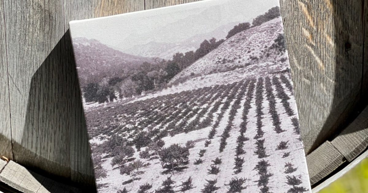 Historic Vineyard Canvas Saucelito Canyon