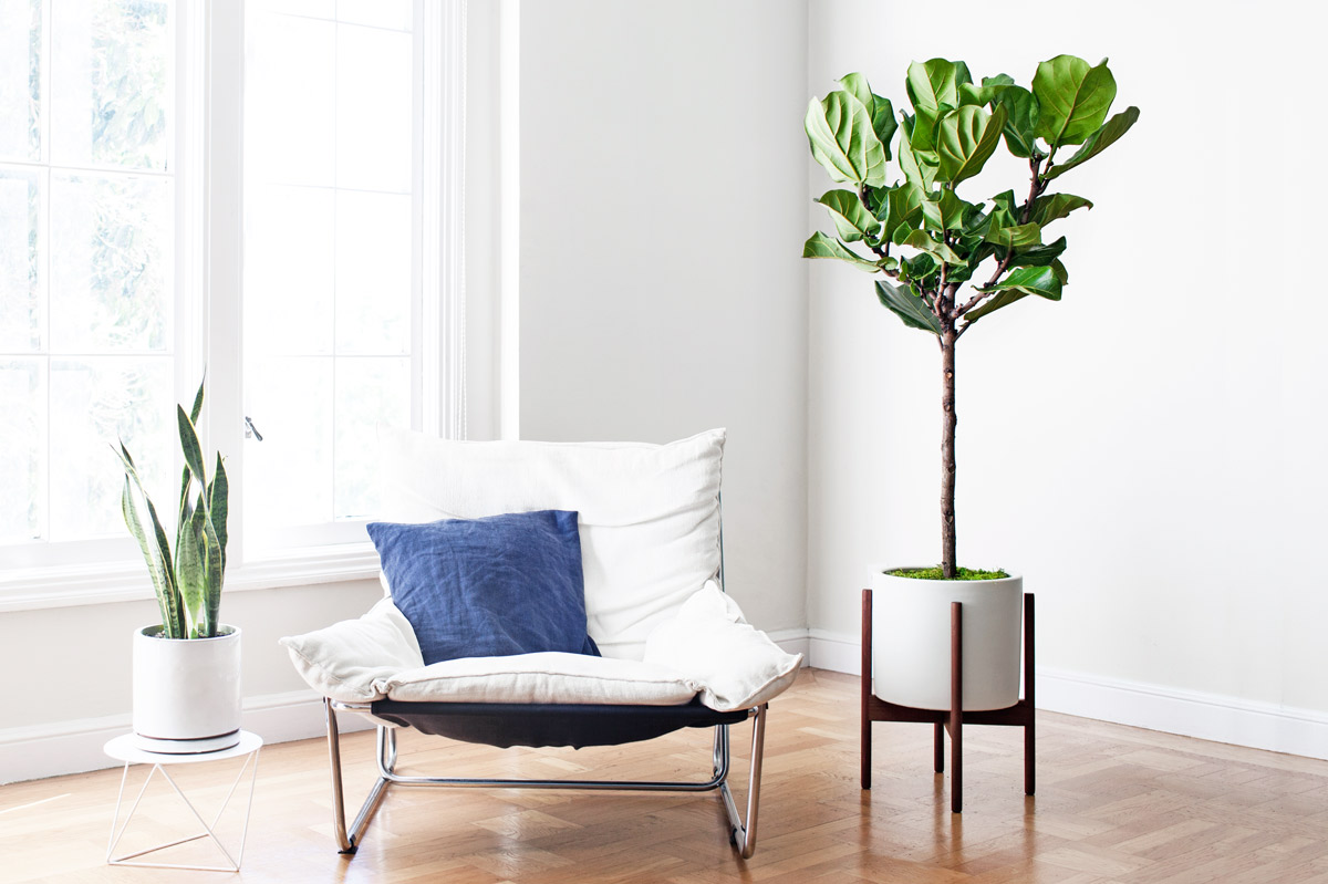 Fiddle Leaf Fig Tree
