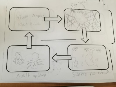 Graphic Organizer