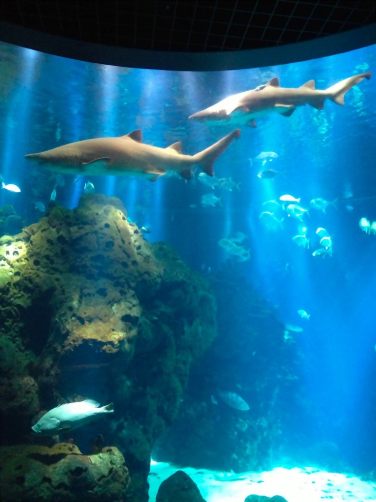 The Scientific Center Kuwait Mama.Papa.Bubba.