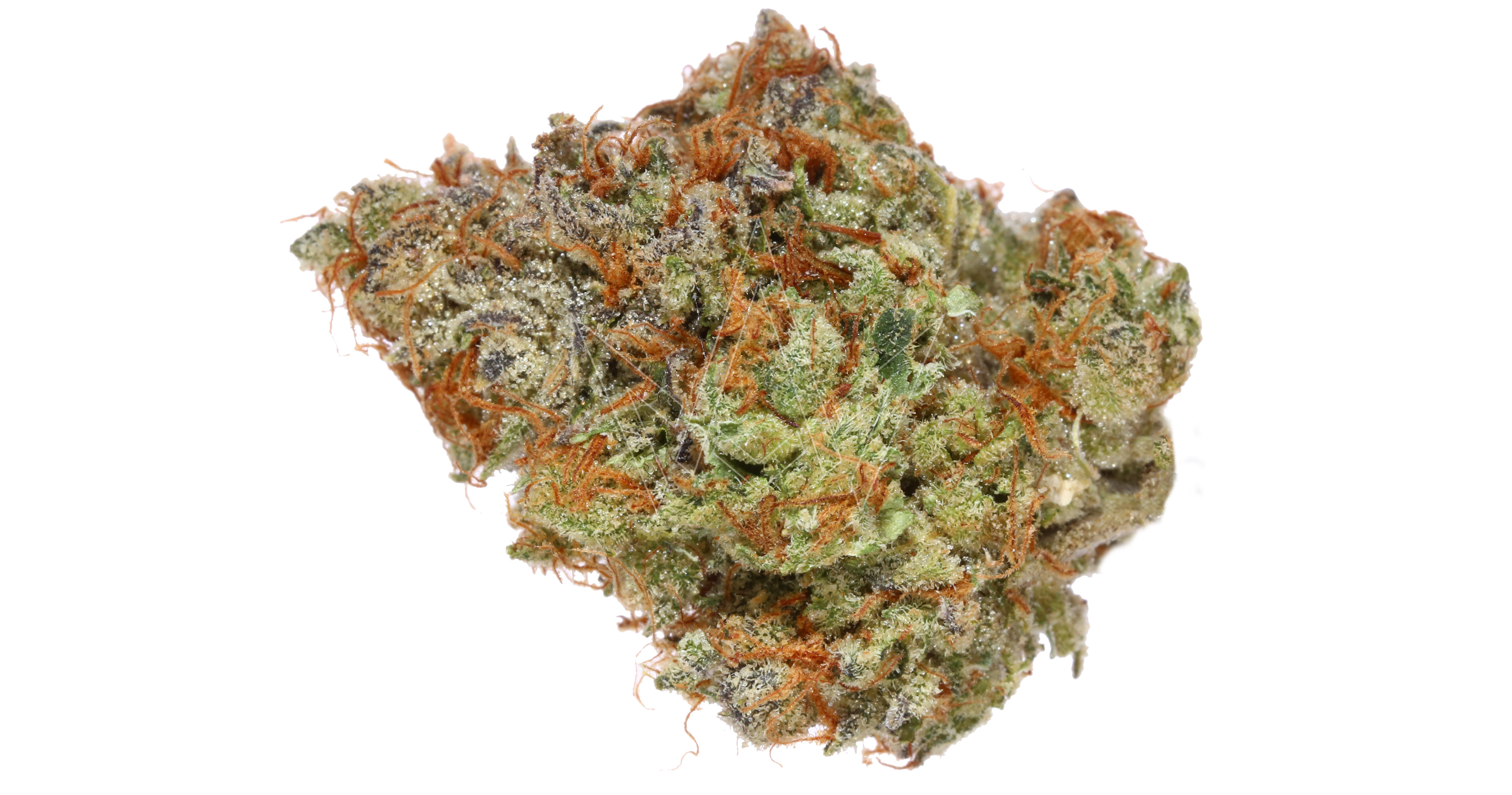 Team Elite Nova Cane 3.5g San Diego, Vista & Imperial